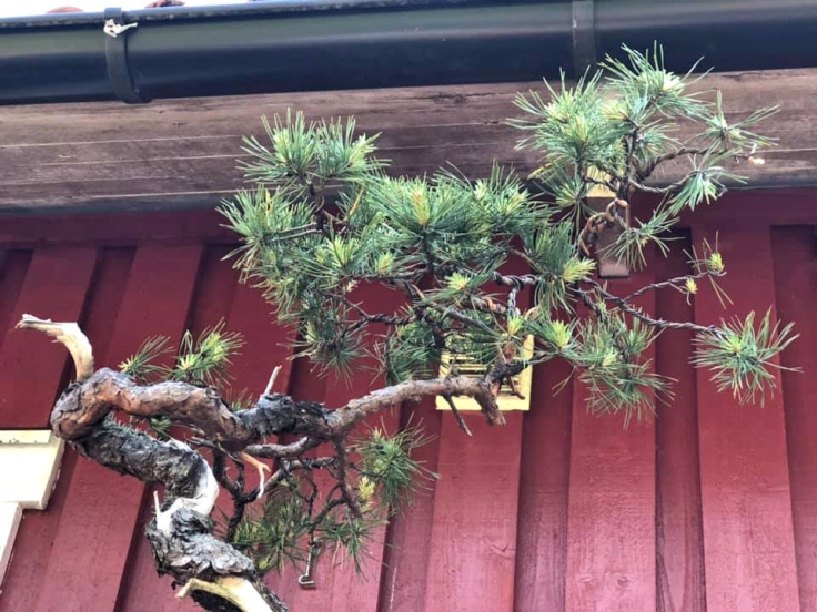 scots pine bonsai literati styling